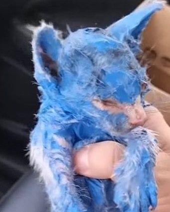 Kitten was dyed with toxic blue paint and left in the rain — rescuers help her make a stunning transformation