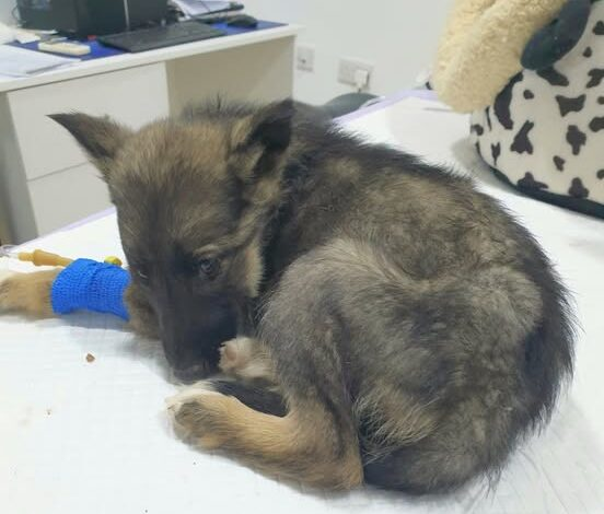 Vet gives puppy death sentence, reaches for needle – then boss takes look at her paws and shouts out