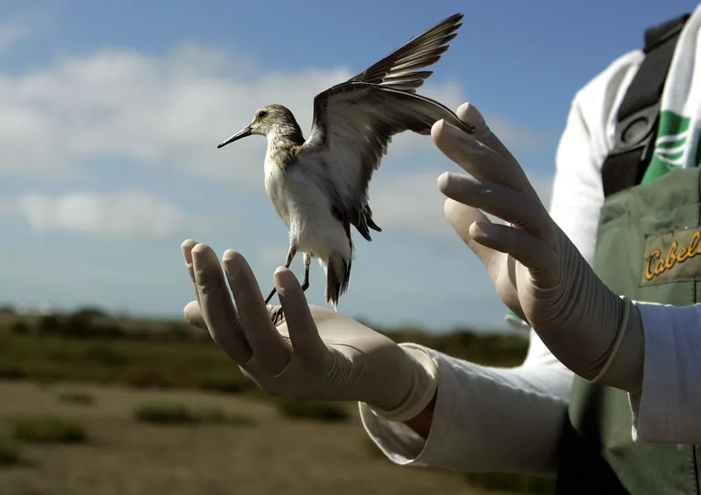 First Severe Bird Flu Case Hits the US — State of Emergency Declared in Another Area