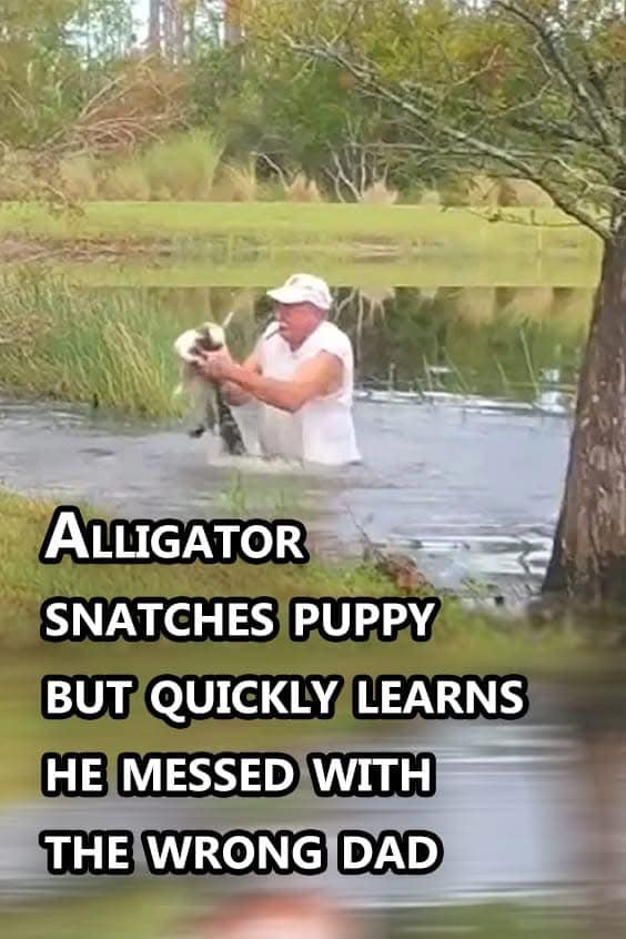 (VIDEO)Alligator snatches